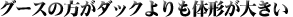 �H�тɂ���2