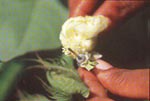 �n�C�u���b�h2