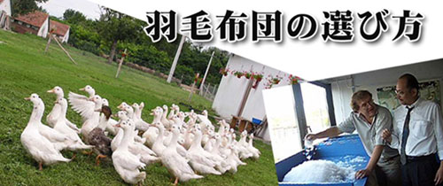 羽毛布団の選び方