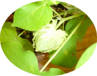 綿の木B
