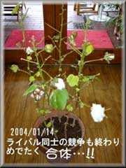 綿の木S