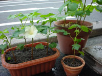 綿の木E