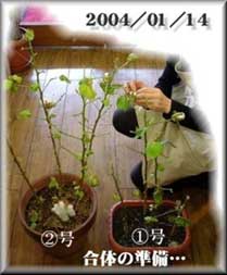 綿の木Q