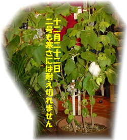 綿の木P