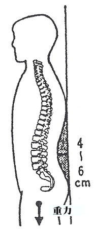 人間の背骨の特徴