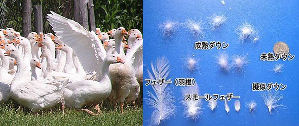 ダウンとフェザーの違い