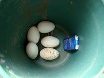朝に取れた卵の画像