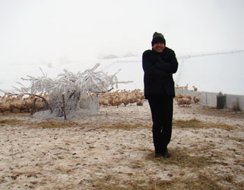 厳冬期のポーランドマザーグース農場の画像