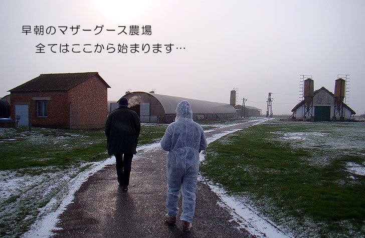 マザーグース羽毛布団
