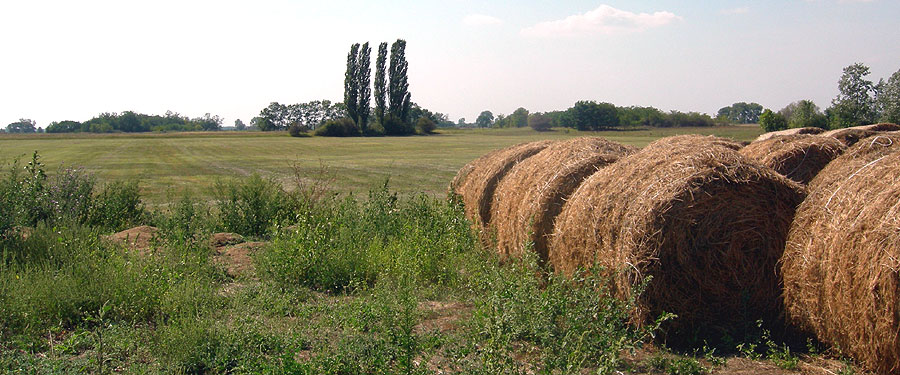 ハンガリーシルバーグース農場の画像