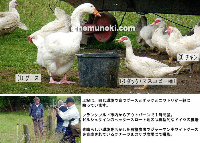 �H�ѕz�c�@�O�[�X�ƃ_�b�N�̈Ⴂ