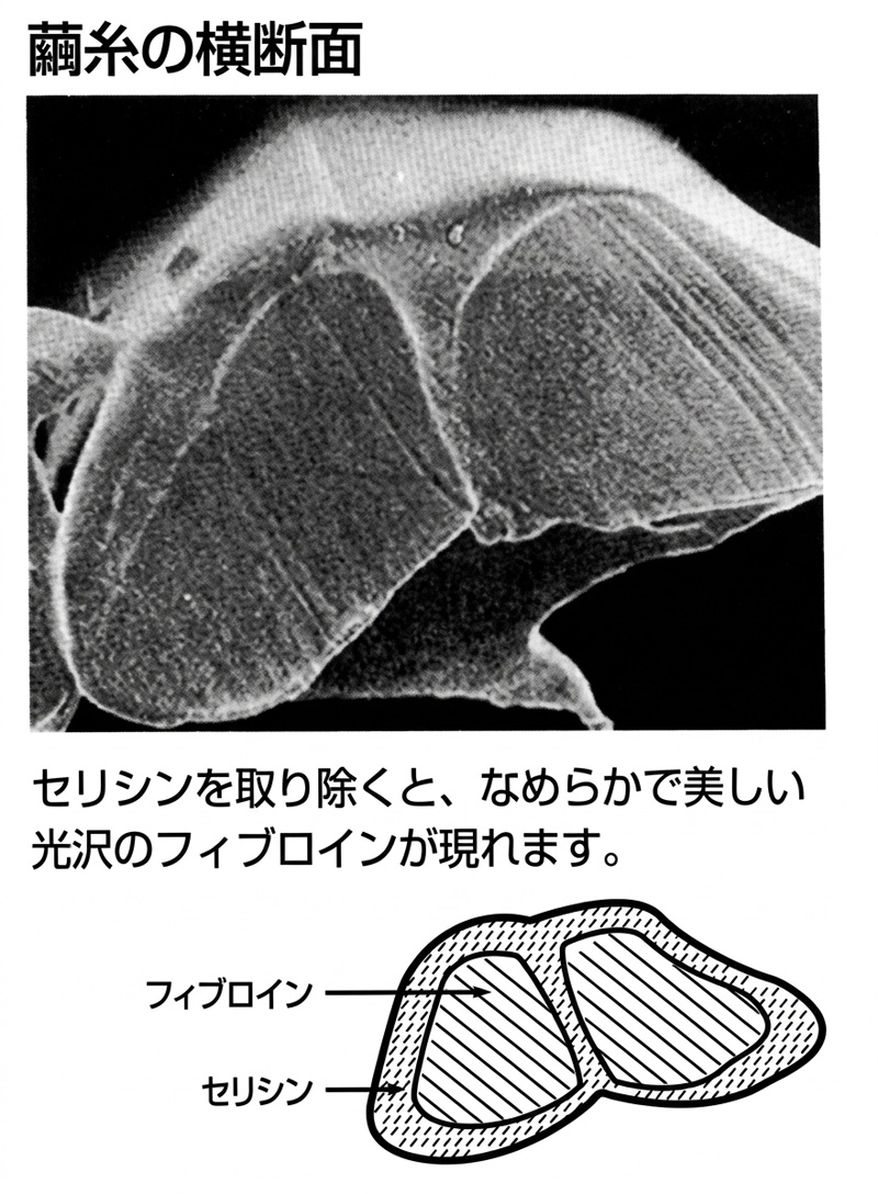 真綿の断面図