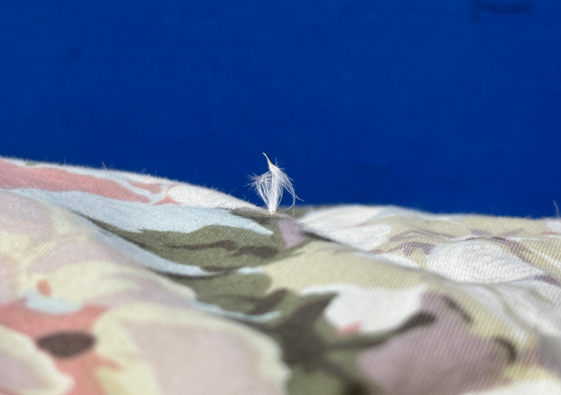 �S�A�e�b�N�X���H�H�ѕz�c