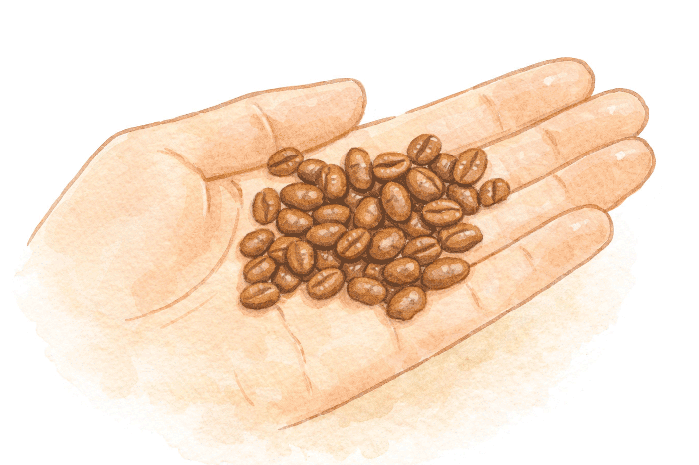 コーヒー豆の価格差