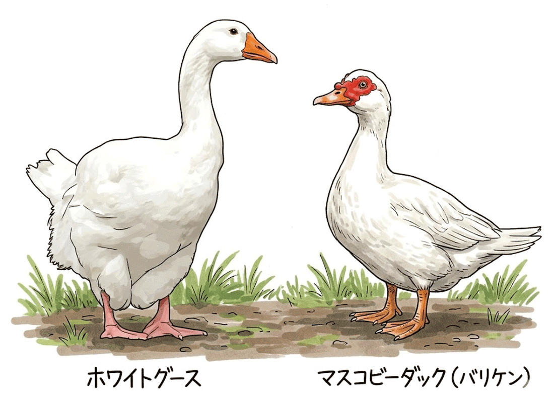 ダックとグースの比較イラスト