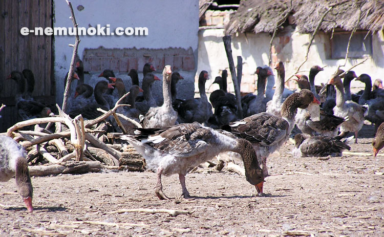 実際に現地にいるシルバーグース