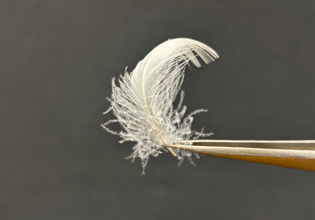 羽毛布団のフェザー