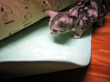 jR̎ʐ^