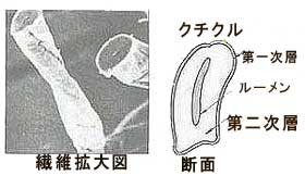 繊維拡大図