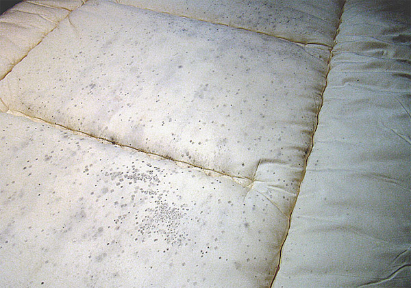 敷布団とカビの話