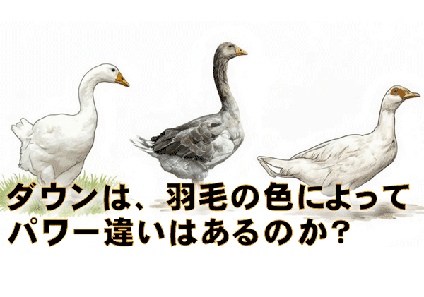 羽毛の色と力について