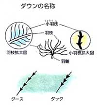 羽毛布団の選び方豆知識